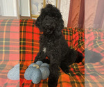 Puppy Male Puppy 4 Poodle (Standard)