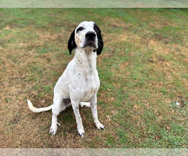 Medium Photo #1 German Shorthaired Pointer-Great Dane Mix Puppy For Sale in Grovetown, GA, USA