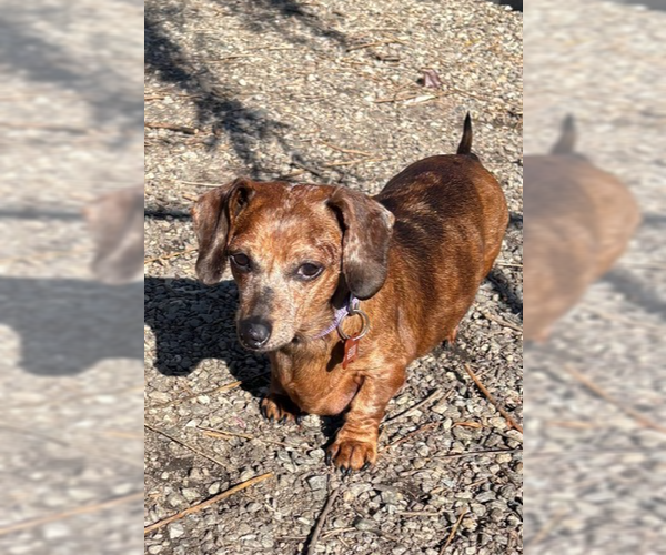 Medium Photo #1 Mutt Puppy For Sale in Elmsford, NY, USA