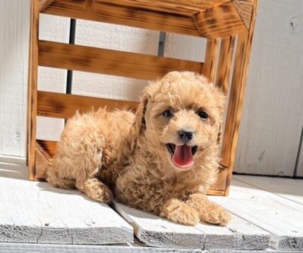 Medium Photo #3 Poodle (Miniature) Puppy For Sale in CURTISS, WI, USA