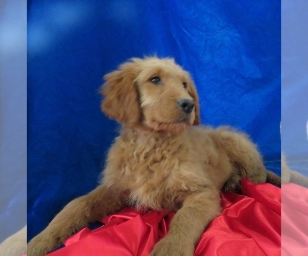 Medium Photo #7 Goldendoodle Puppy For Sale in NORWOOD, MO, USA