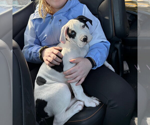 Medium Photo #6 Mutt Puppy For Sale in Fargo, ND, USA