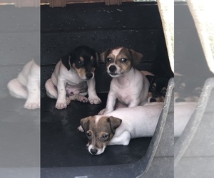 Jack Russell Terrier Puppy for sale in PIKEVILLE, NC, USA