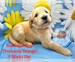 Small Photo #9 Goldendoodle Puppy For Sale in HAMPSTEAD, NC, USA