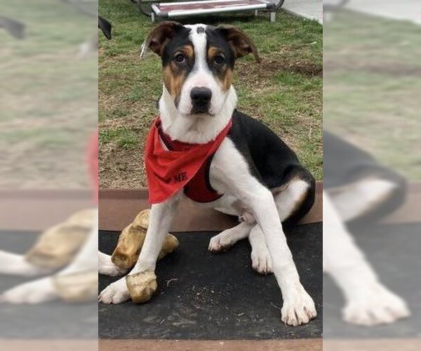 Medium Photo #29 Jack Russell Terrier-Unknown Mix Puppy For Sale in New York, NY, USA