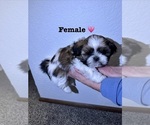 Small #1 Shih Tzu