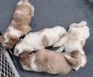 Poodle (Miniature)-Unknown Mix Litter for sale in CEDARTOWN, GA, USA