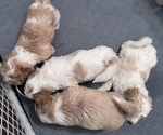 Small Poodle (Miniature) Mix