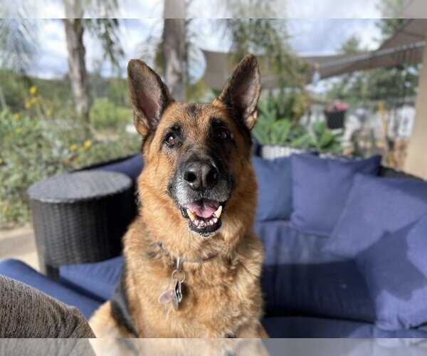 Medium Photo #1 German Shepherd Dog Puppy For Sale in  Ramona, CA, USA