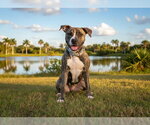 Small American Staffordshire Terrier Mix