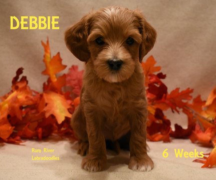 Medium Photo #10 Australian Labradoodle Puppy For Sale in ANDOVER, MN, USA