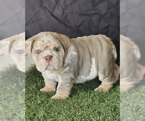 Medium Photo #1 English Bulldog Puppy For Sale in ANCHORAGE, AK, USA