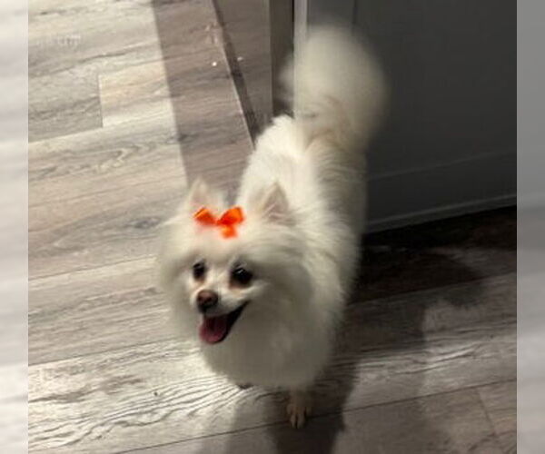 Medium Photo #2 Pomeranian-pomeranian spitz Mix Puppy For Sale in HOUSTON, TX, USA