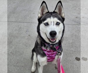 Sweatpants - Female Siberian Husky Dog for Adoption - Photo #8
