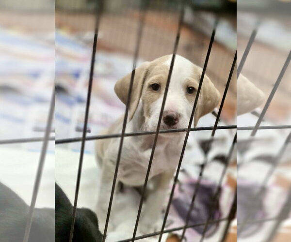 Medium Photo #2 Labradoodle Puppy For Sale in SHERBURNE, NY, USA