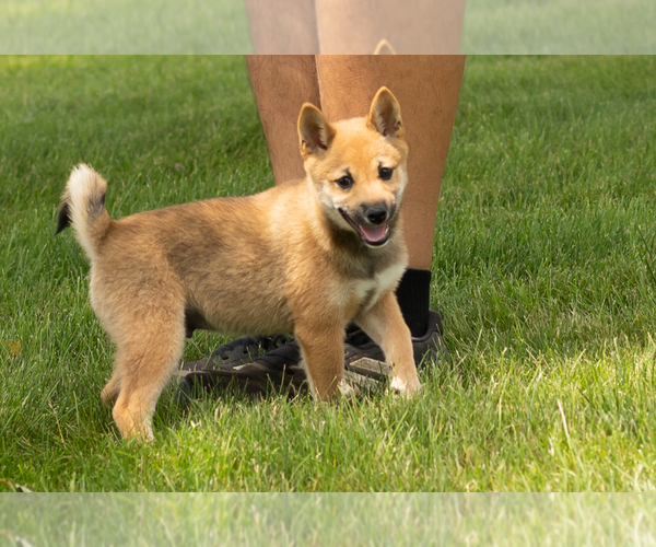 Medium Photo #3 Shiba Inu Puppy For Sale in MILLERSBURG, IN, USA