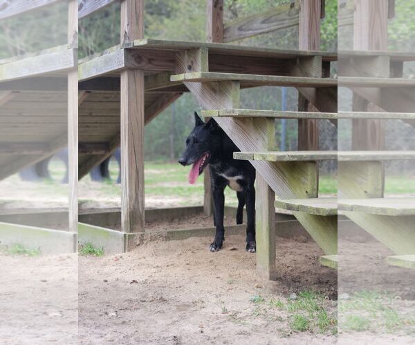 Medium Photo #8 German Shepherd Dog-Unknown Mix Puppy For Sale in Orangeburg, SC, USA