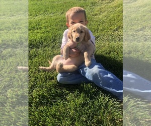 Golden Retriever Puppy for sale in GOSHEN, IN, USA