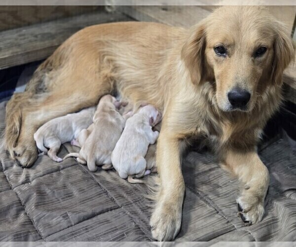 Medium Photo #3 Golden Retriever Puppy For Sale in PRINCEVILLE, IL, USA