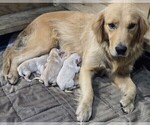 Small #2 Golden Retriever