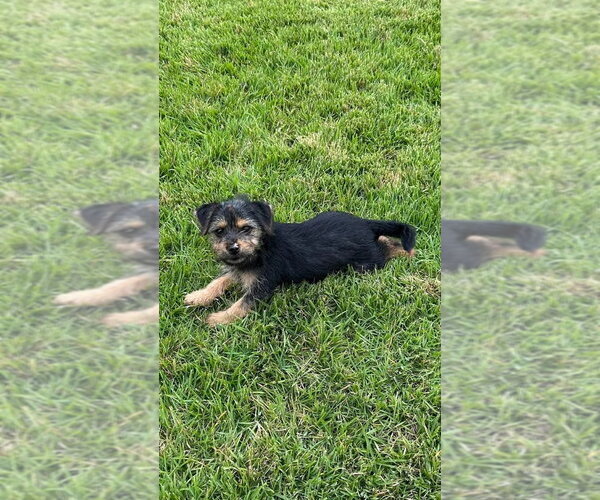 Medium Photo #2 Dachshund-Unknown Mix Puppy For Sale in FRAMINGHAM, MA, USA