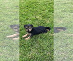 Small #1 Dachshund Mix