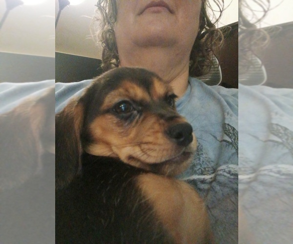 Medium Photo #1 Chiweenie-Puggle Mix Puppy For Sale in SOUTH MILWAUKEE, WI, USA