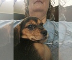 Small Chiweenie-Puggle Mix