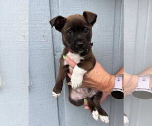 Labrador Retriever-Unknown Mix Dogs for adoption in Holly Springs, NC, USA