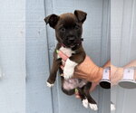 Small Labrador Retriever Mix