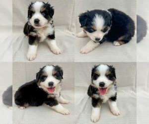 Miniature Australian Shepherd Puppy for sale in BROOKER, FL, USA