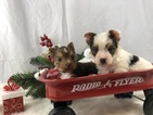 Small Photo #12 Yorkshire Terrier Puppy For Sale in ADAMSVILLE, TN, USA