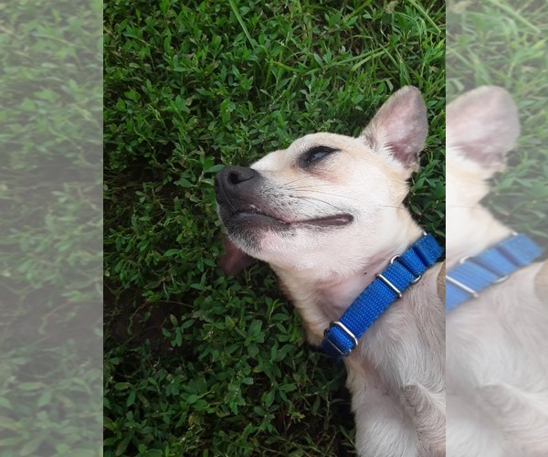 Medium Photo #4 Chihuahua-Unknown Mix Puppy For Sale in South Bend, IN, USA