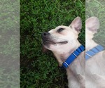 Small #3 Chihuahua Mix