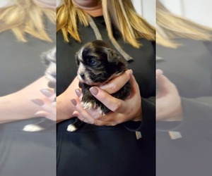 Shih Tzu Puppy for sale in BARDSTOWN, KY, USA