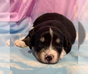 Pembroke Welsh Corgi-Poodle (Miniature) Mix Puppy for sale in LONGMONT, CO, USA