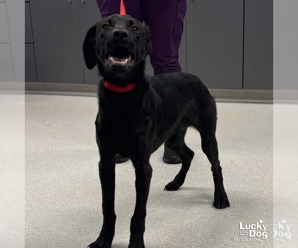 Medium Photo #3 Labrador Retriever-Retriever  Mix Puppy For Sale in Washington, DC, USA