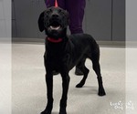 Small #2 Labrador Retriever-Retriever  Mix