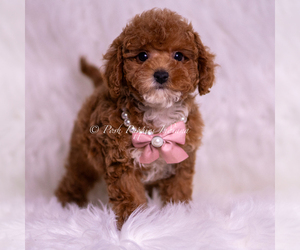 Maltipoo (Miniature) Puppy for sale in WARSAW, IN, USA