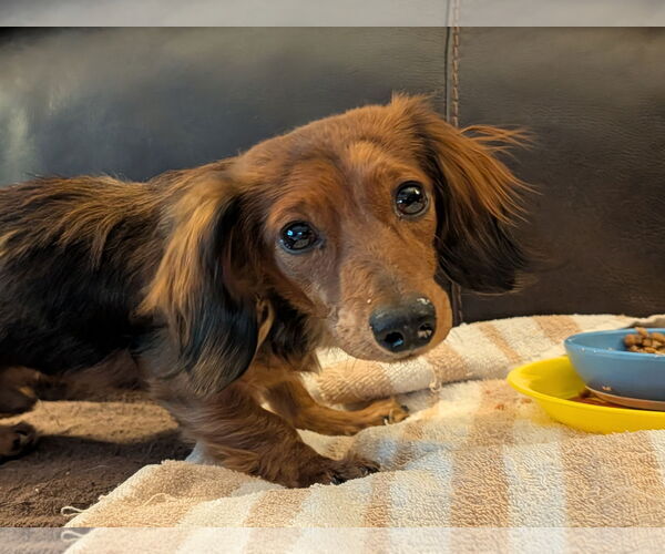 Medium Photo #4 Dachshund Puppy For Sale in Sioux Falls, SD, USA