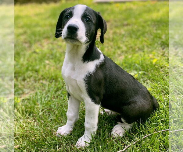 Medium Photo #2 Great Pyrenees-Unknown Mix Puppy For Sale in GILBERTS, IL, USA