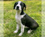 Small #1 Great Pyrenees Mix