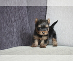 Small Photo #7 Yorkshire Terrier Puppy For Sale in SAN JOSE, CA, USA