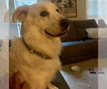 Small #1 Great Pyrenees Mix
