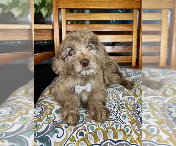 Medium Photo #6 Labradoodle Puppy For Sale in NOBLESVILLE, IN, USA