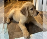 Small Photo #11 Golden Retriever Puppy For Sale in COVENTRY, RI, USA