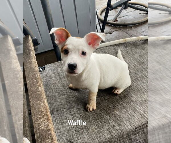 Medium Photo #4 Mutt Puppy For Sale in South Bend, IN, USA