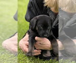 Small #3 Labrador Retriever Mix