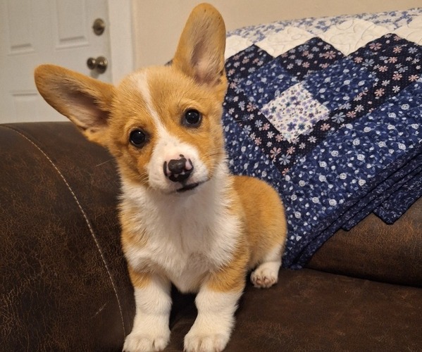 Medium Photo #1 Pembroke Welsh Corgi Puppy For Sale in SHILOH, OH, USA