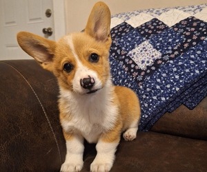 Pembroke Welsh Corgi Litter for sale in SHILOH, OH, USA